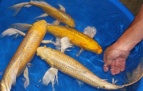Discover Stunning Butterfly Koi Fish: Care, Colors & .